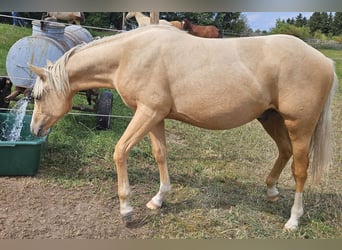 American Quarter Horse, Stallion, 1 year, 14.2 hh, Palomino
