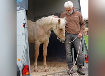 American Quarter Horse, Stallion, 1 year, 14.2 hh, Palomino