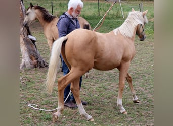 American Quarter Horse, Stallion, 1 year, 14.2 hh, Palomino