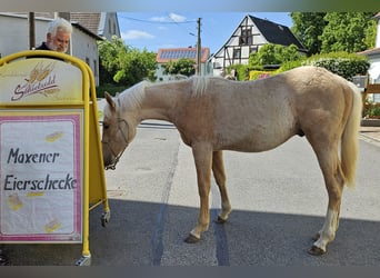 American Quarter Horse, Stallion, 1 year, 14.2 hh, Palomino