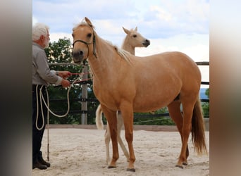 American Quarter Horse, Stallion, 1 year, 14,2 hh, Palomino