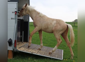 American Quarter Horse, Stallion, 1 year, 14.2 hh, Palomino