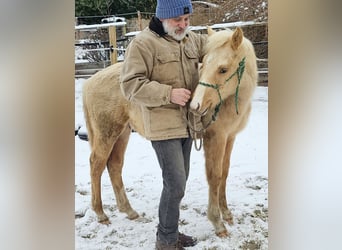 American Quarter Horse, Stallion, 1 year, 14,2 hh, Palomino