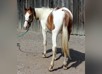 American Quarter Horse Mix, Stallion, 1 year, 14.2 hh, Pinto