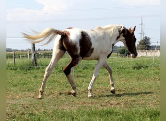 American Quarter Horse Mix, Stallion, 1 year, 14.2 hh, Pinto