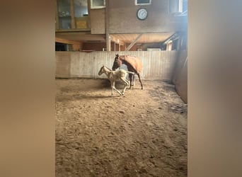 American Quarter Horse, Stallion, 1 year, 14.2 hh, Red Dun