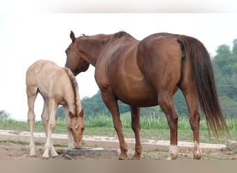 American Quarter Horse, Stallion, 1 year, 14.2 hh, Red Dun