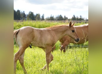 American Quarter Horse, Stallion, 1 year, 14,2 hh, Red Dun