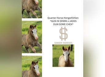 American Quarter Horse, Stallion, 1 year, 14.2 hh, Red Dun