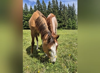 American Quarter Horse, Stallion, 1 year, 14.2 hh, Red Dun