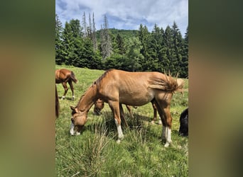 American Quarter Horse, Stallion, 1 year, 14.2 hh, Red Dun