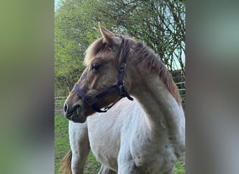 American Quarter Horse, Stallion, 1 year, 14.2 hh, Red Dun