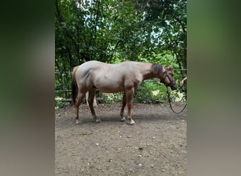 American Quarter Horse, Stallion, 1 year, 14.2 hh, Red Dun
