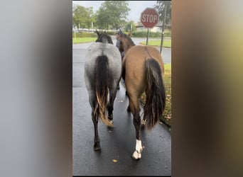 American Quarter Horse, Stallion, 1 year, 14,2 hh, Red Dun