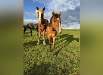 American Quarter Horse, Stallion, 1 year, 14.2 hh, Red Dun