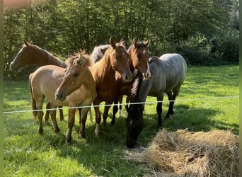 American Quarter Horse, Stallion, 1 year, 14,2 hh, Red Dun