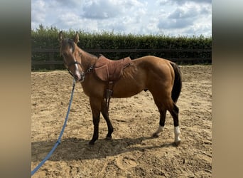 American Quarter Horse, Stallion, 1 year, 14,2 hh, Red Dun