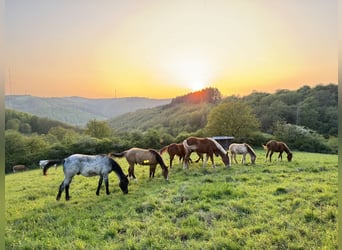 American Quarter Horse, Stallion, 1 year, 14.2 hh, Red Dun