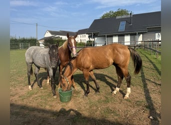 American Quarter Horse, Stallion, 1 year, 14,2 hh, Red Dun