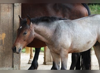 American Quarter Horse, Stallion, 1 year, 14,2 hh, Roan-Bay