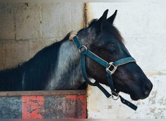 American Quarter Horse, Stallion, 1 year, 14.2 hh, Roan-Blue
