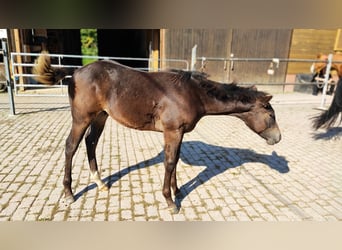 American Quarter Horse, Stallion, 1 year, 14.2 hh, Smoky-Black