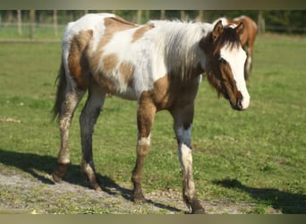 American Quarter Horse, Stallion, 1 year, 14.2 hh, Tobiano-all-colors