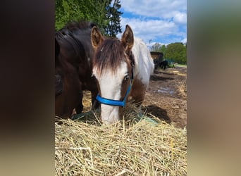 American Quarter Horse, Stallion, 1 year, 14.2 hh, Tobiano-all-colors