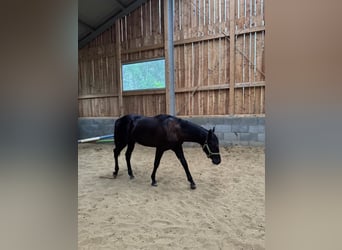 American Quarter Horse, Stallion, 1 year, 14.3 hh, Black