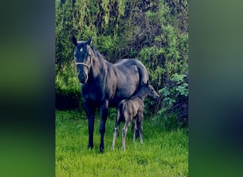 American Quarter Horse, Stallion, 1 year, 14.3 hh, Black