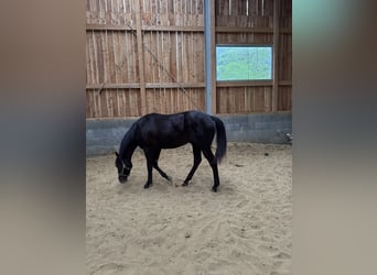 American Quarter Horse, Stallion, 1 year, 14.3 hh, Black