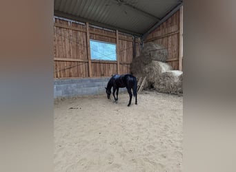 American Quarter Horse, Stallion, 1 year, 14.3 hh, Black