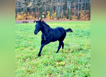 American Quarter Horse, Stallion, 1 year, 14.3 hh, Black