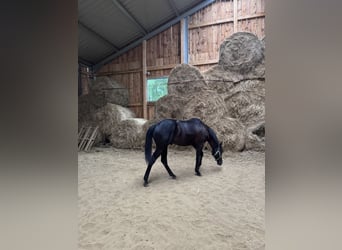 American Quarter Horse, Stallion, 1 year, 14.3 hh, Black