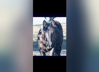 American Quarter Horse, Stallion, 1 year, 14,3 hh, Black