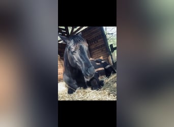 American Quarter Horse, Stallion, 1 year, 14,3 hh, Black