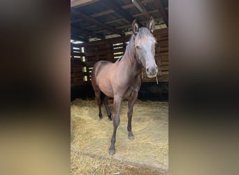 American Quarter Horse, Stallion, 1 year, 14,3 hh, Black