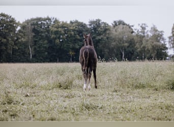 American Quarter Horse, Stallion, 1 year, 14.3 hh, Black