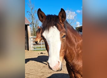 American Quarter Horse, Stallion, 1 year, 14.3 hh, Brown