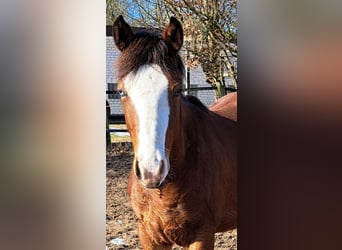 American Quarter Horse, Stallion, 1 year, 14.3 hh, Brown