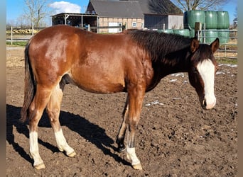 American Quarter Horse, Stallion, 1 year, 14.3 hh, Brown