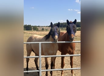 American Quarter Horse, Stallion, 1 year, 14.3 hh, Buckskin