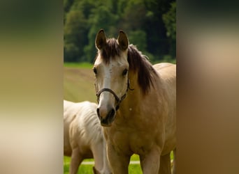 American Quarter Horse, Stallion, 1 year, 14.3 hh, Buckskin