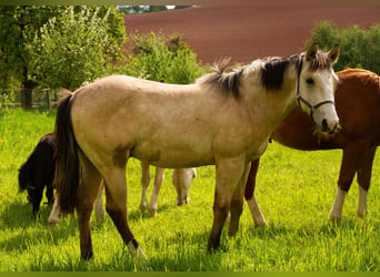 American Quarter Horse, Stallion, 1 year, 14.3 hh, Buckskin