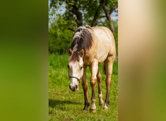 American Quarter Horse, Stallion, 1 year, 14.3 hh, Buckskin