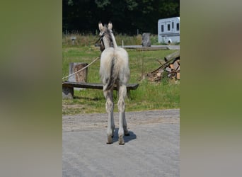 American Quarter Horse, Stallion, 1 year, 14.3 hh, Buckskin