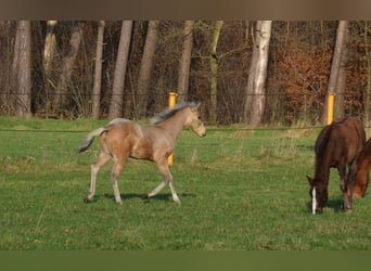 American Quarter Horse, Stallion, 1 year, 14,3 hh, Buckskin