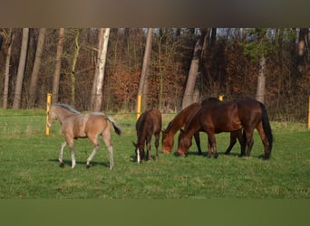 American Quarter Horse, Stallion, 1 year, 14,3 hh, Buckskin