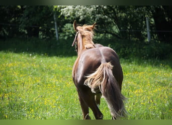 American Quarter Horse, Stallion, 1 year, 14.3 hh, Chestnut-Red