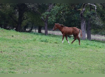 American Quarter Horse, Stallion, 1 year, 14.3 hh, Chestnut